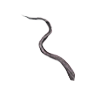 Long Rat Tail, Nicht zugeordnet, Inventar-Icon aus Epitome
