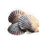 Sea Shells, Nicht zugeordnet, Inventar-Icon aus Epitome