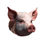 Pig Snout, Nicht zugeordnet, Inventar-Icon aus Epitome